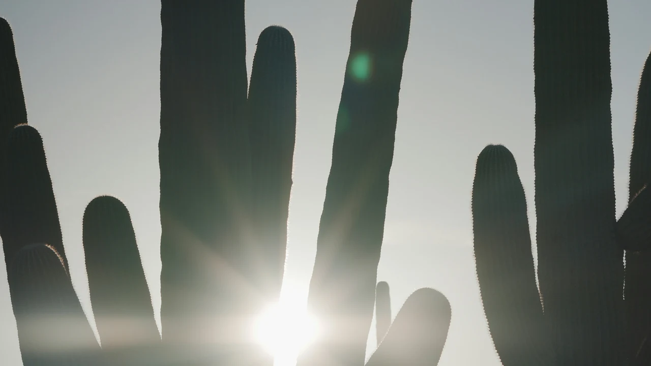 Sunlit cactus in the Arizona desert.
